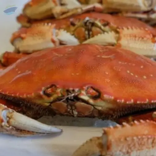 Best King Crab by CMPT Manpower Services. Supplier from Philippines