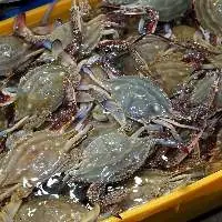 High quality wholesale bulk crab