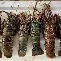 Best Selling  Lobster