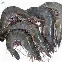 Quality Frozen /Fresh Shrimp