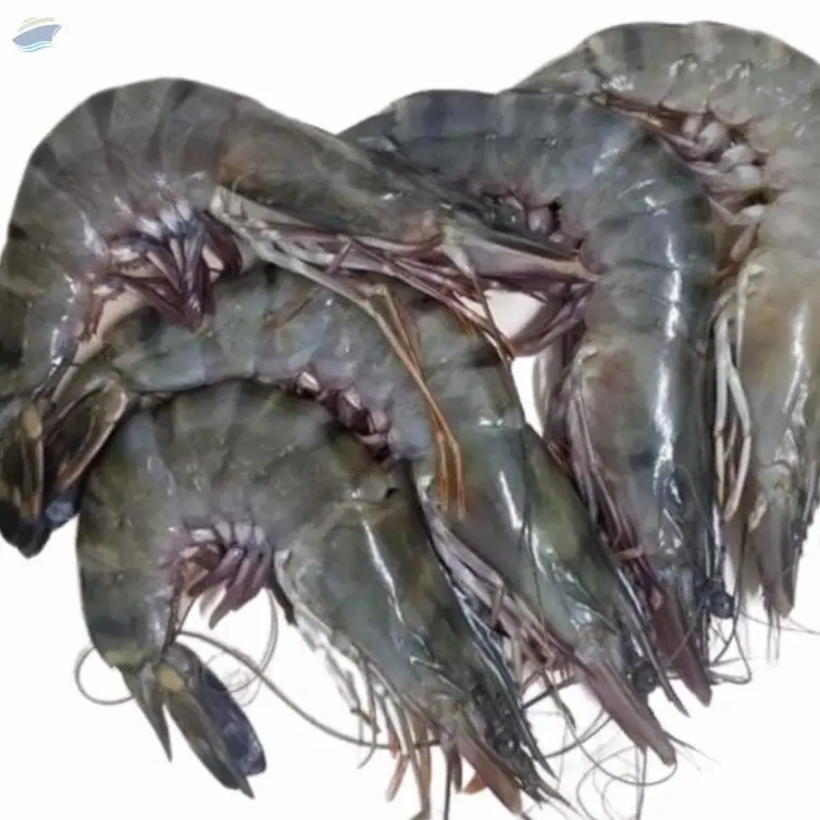 Quality Frozen /Fresh Shrimp