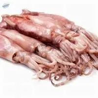 Best Selling Frozen Squid