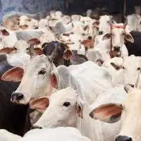 Affordable Cattle