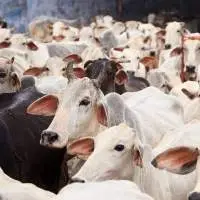 Premium Quality Bulk Cow
