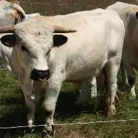 Quality Live Stock Cattle
