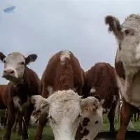 Healthy Affordable And Well Feed Cattle