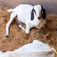 Boer Goats