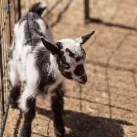 High Quality Goats