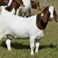 Pure Bread Healthy Goats