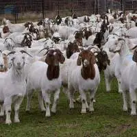 Wholesale Boer Goat