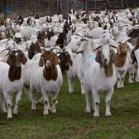 Top Quality Pure bred Goat for sale