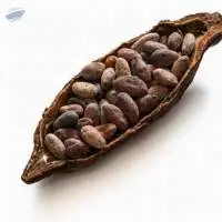 Top Quality of Coco Beans  for sale