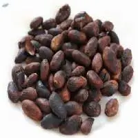 Available Premium cocobean for sale