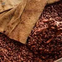 Wholesale Price High Quality Roasted Cocoa Beans