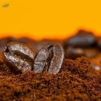 Rich Chocolate Milk Flavor  Arabica Coffee Beans
