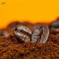 Top Brand High Quality Arabica Coffee Beans