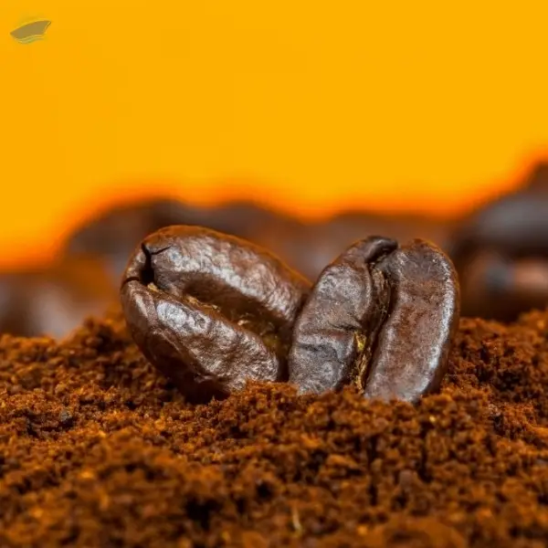 Visual Reference: Top Brand High Quality Arabica Coffee Beans By Cmpt Manpower