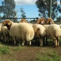 Alive Awassi Sheep Available For Sale