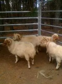 Awassi Sheep Low Price Big Size