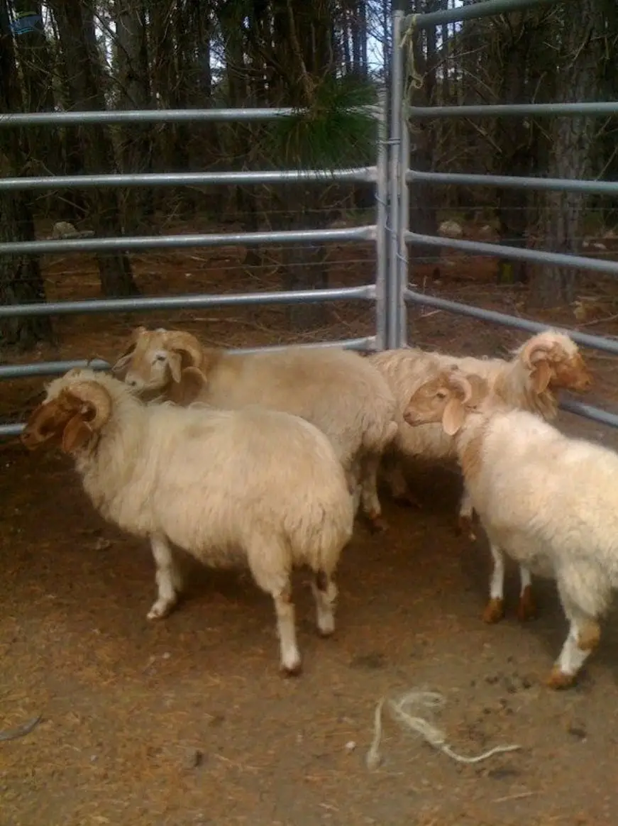 Awassi Sheep Low Price Big Size
