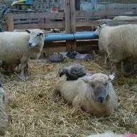 Wholesale  Alive Awassi Sheep For sale