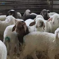 Live Awassi Sheep wholesale price