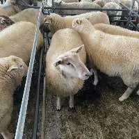 Live Wholesale Sheeps for Sale