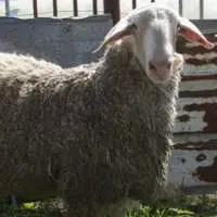 Pure Quality Alive Awassi Sheep For Cheap