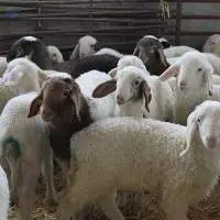 Top Quality Alive Awassi Sheep At Best Price