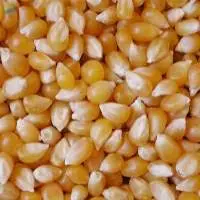 Yellow Maize Corn For Sale