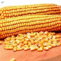 Quality Yellow Corn For Sale