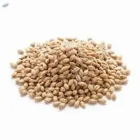 Wholesale Malting Barley 