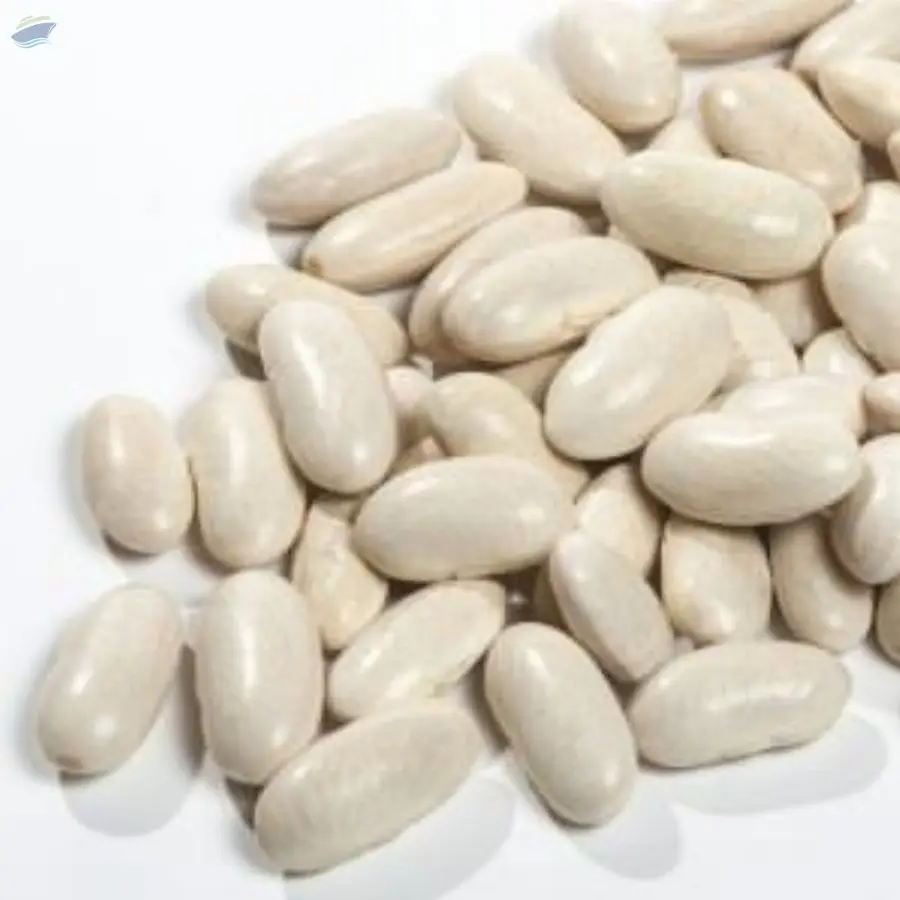 Big Size Kidney Natural Beans  