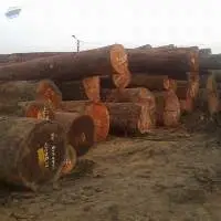 Best Quality Tali Wood Logs