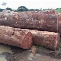 Grade A Wood  