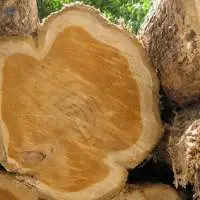 Brown African Wood  
