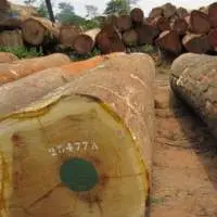 High Quality Round Pachy Wood