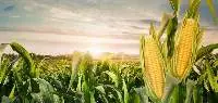 Corn