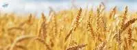 Wheat 12.5% protein