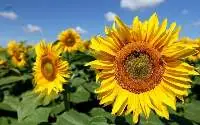 Sunflower Oil