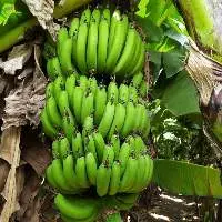 Cavendish G 9 Banana