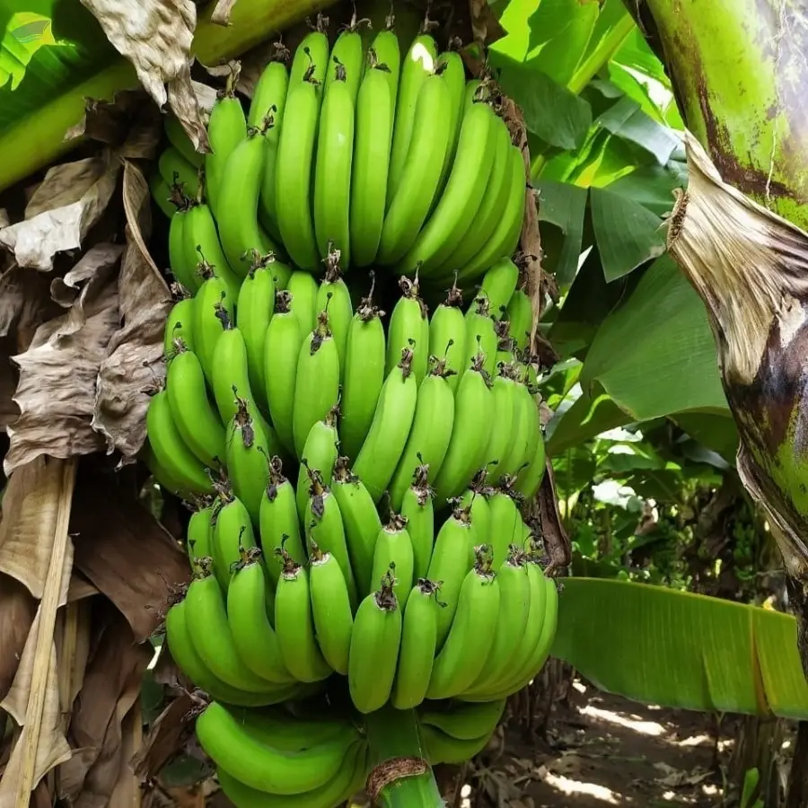 Cavendish G 9 Banana