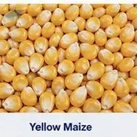 Yellow Maize