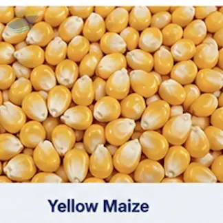 Yellow Maize