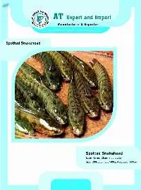 Spotted Snakehead Fish