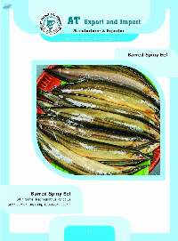 Barred Spiny Eel