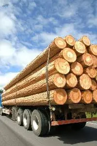 Premium Turkish Beech Wood (Fagus Orientalis)