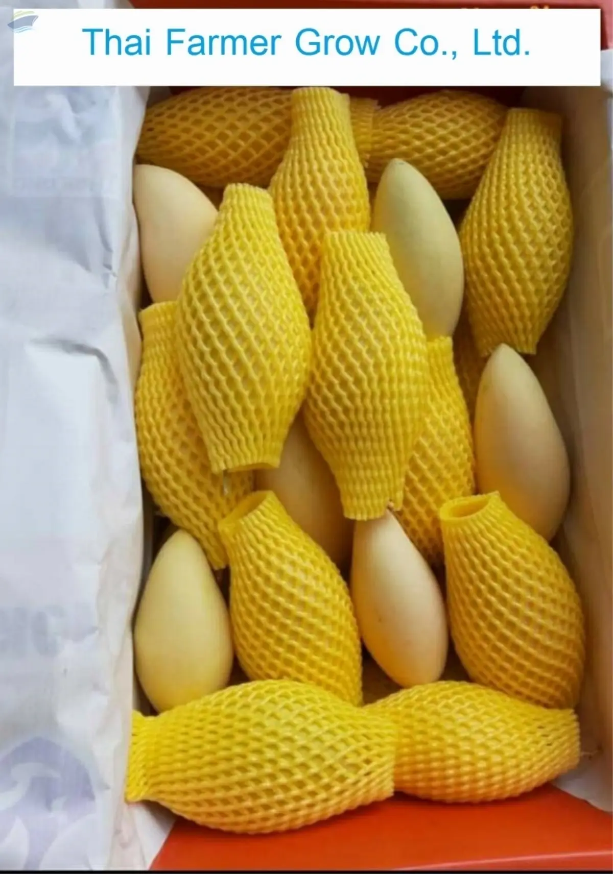 Golden /DokMai Mango