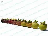 Mangosteen