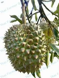 Monthong Durian